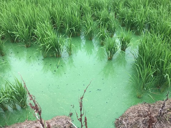 지난 10일 낙동강 하류인 경남 양산시 원동면의 논에 녹조가 퍼져 있다. 사진 낙동강네트워크
