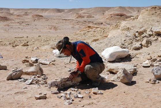 2009년 몽골 고비사막 부긴자프 지역 데이노케이루스 뼈 발굴 현장(위 사진). 이항재 지질박물관장이 파손된 다리뼈 조각을 조립하고 있다.