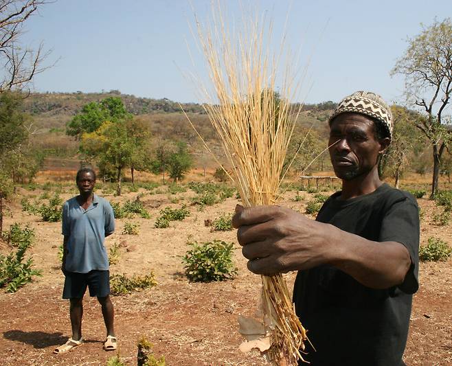 세네갈의 한 농부가 수확한 포니오를 들고 있다. 위키미디어코먼스
