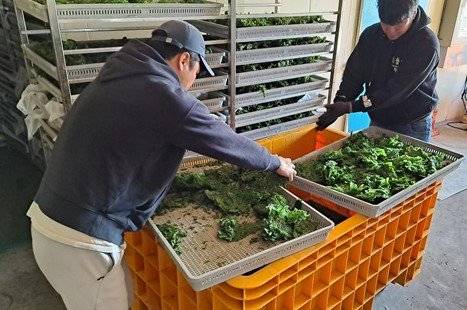 제주해안에서 수거한 구멍갈파래의 건조작업을 하는 생물종다양성연구소 관계자들. 사진 제주테크노파크