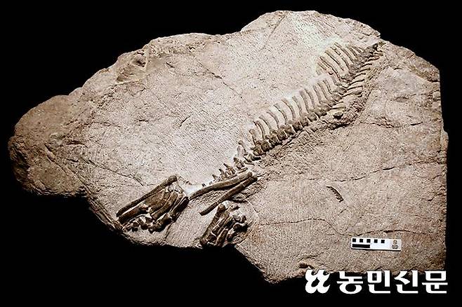 전세계 최초로 우리나라에서 발견된 ‘화성 뿔공룡 골격 화석’.