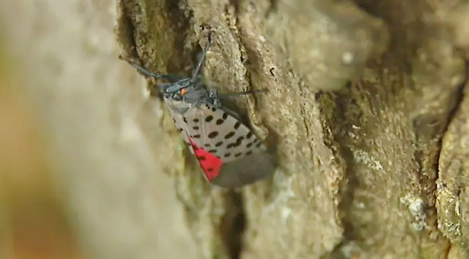 꽃매미 자료사진