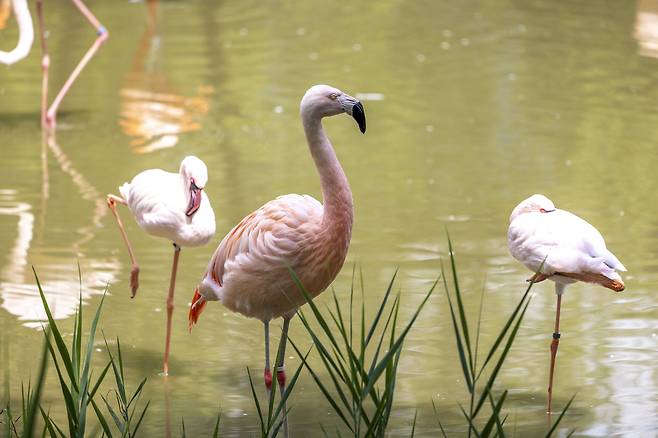 순천만국가정원에서 만난 홍학. / 이신영 영상미디어 기자