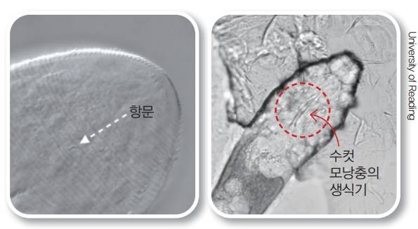 이번 연구에서는 수컷의 생식기 모양과 없다고 알려졌던 항문도 최초로 밝혀졌다. 전북대학교 정준호 교수는 “모낭충의 후장이 잘 발달되지 않아 항문도 퇴화했을 거라고 이전 과학자들이 추정했던 것 같다”고 말했다. 영국 레딩대 제공