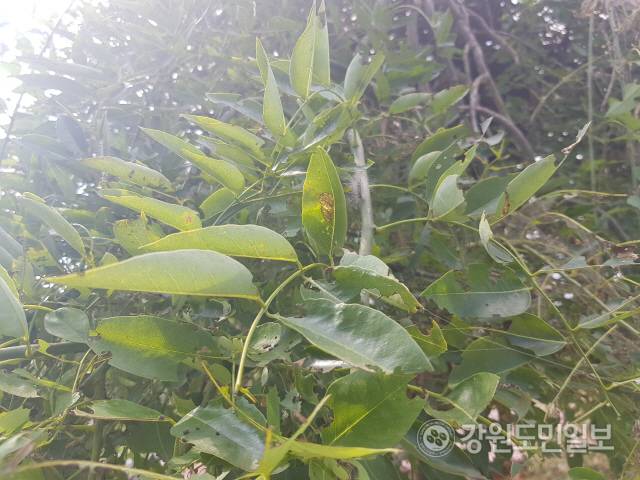 ▲ 쐐기벌레가 감나무 등에 붙어 잎을 갉아 먹어 구멍이 숭숭 나 있고 누렇게 변해있다.