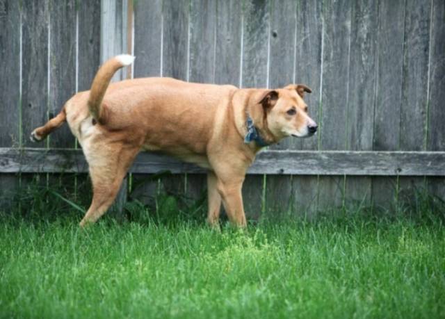 "왜 이렇게 자주 소변을 보냐고요? 그건 말이죠..." 개들은 소변 냄새를 의사표현의 수단으로 활용한다. 영역을 과시하고, 이성을 유혹하며 또한 불안감을 드러낸다. 이는 암컷도 마찬가지인데, 소변 냄새를 곳곳에 남기는 행위를 마킹(Urine marking)이라고 한다. PetMD