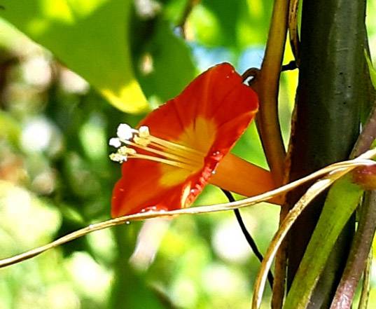 2020년 9월20일 서울 안산 무악재 하늘다리 옆에서 자생하는 둥근잎유홍초가 아침 햇살에 반짝이고 있다. 꽃잎이 새깃유홍초러첨 갈라지지 않고 나팔꽃처럼 둥그스럼하며,   둥근 심장형의 잎을 지녔다.