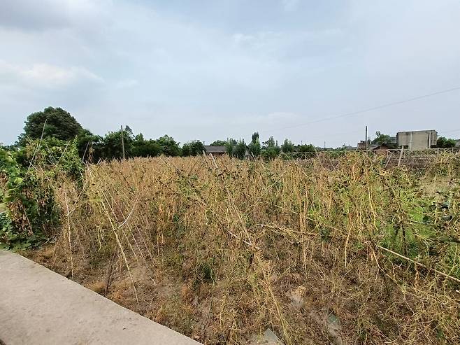 말라붙은 농작물 (쓰촨성=연합뉴스) 박종국 특파원 = 25일 중국 쓰촨성 네이장현의 한 밭에 있는 농작물이 말라붙은 모습. 쓰촨성은 3개월 동안 극심한 폭염과 가뭄이 이어지고 있다. 2022.8.25 pjk@yna.co.kr