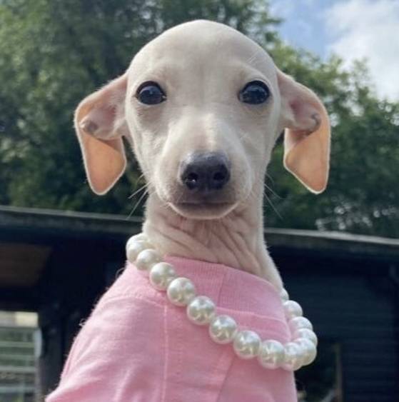 이정재가 진주목걸이를 착용한 뒤 각종 SNS에서 인기를 끌고 있는 진주목걸이를 한 강아지 사진. SNS 화면 캡처