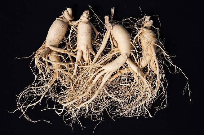 [서울=뉴시스] 제철 인삼 (사진=농촌진흥청 제공) photo@newsis.com *재판매 및 DB 금지