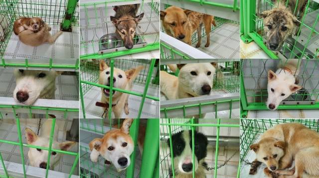 "얘들아, 부디 웃어주렴" 은정씨는 매주 두 차례 보호소를 방문해 동물들의 홍보사진을 촬영한다. 은정씨는 "웃는 표정을 지어야 입양, 임보 신청이 많이 들어온다"고 설명했다. 인스타그램 gapyeong_shelter