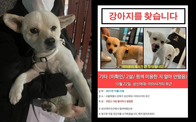 2살 견공 꼬미가 실종 7시간만에 가까스로 구조된 모습. 첫 실종 장소인 서울 미아사거리역에서 10여km를 이동한 뒤 고려대 인근에서 발견됐다. 인근 주민들의 활발한 SNS 제보 덕분에 꼬미의 동선을 파악할 수 있었다. 제보자 제공