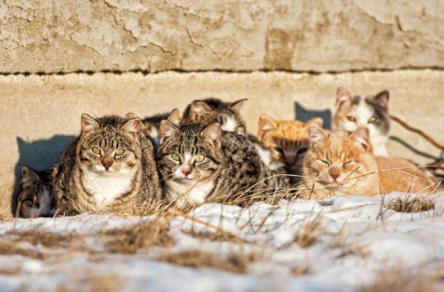 "왜들 싸우고 그러냥. 새해엔 사이좋게 지내라옹" 영역 다툼의 속성을 잘 파악하면 시끄러운 다툼을 멈출 수 있다. catster