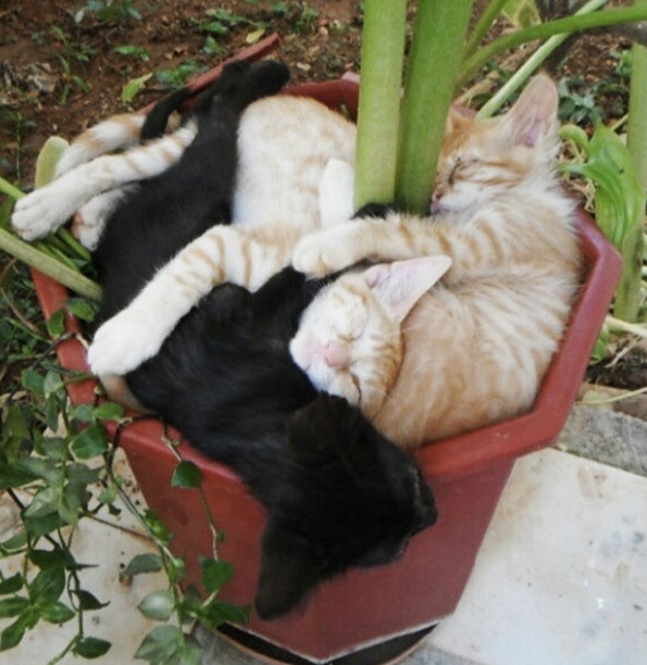 고양이들은 화분의 식물을 갖고 놀기를 좋아한다. imgur