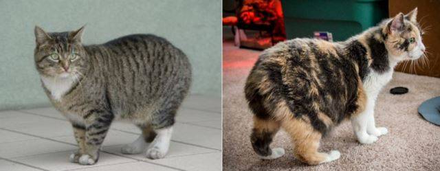 "꼬리? 그게 뭐냐옹" 영국 맹크스 종은 꼬리 흔적이 없다시피 한 경우가 흔하다. petsicure