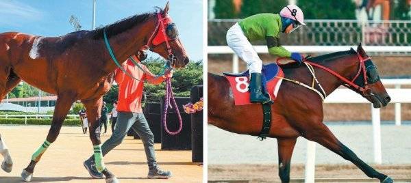 4일 서울경마공원에서 열리는 ‘제5회 코리아컵·코리아스프린트’ 국제경주에 출전하는 국내 대표마에 관심이 쏠리고 있다. 코리아컵에 출전하는 위너스맨(왼쪽)과 라온더파이터.  사진제공 l 한국마사회