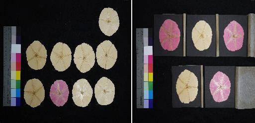 1930년대 우장춘 박사의 나팔꽃 연구결과물. 국가기록원 제공