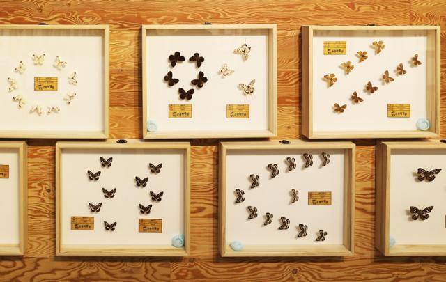 영암곤충박물관의 다양한 나비 표본. ⓒ박준규
