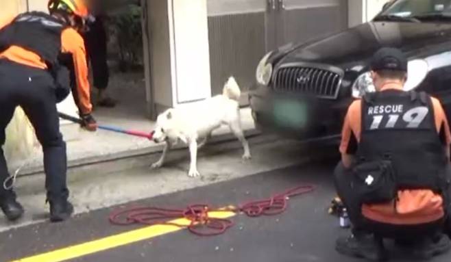 소방대원들이 개를 제압하고 있다. 법조계에서는 불가피한 상황이 아니라면, 개의 습격을 받은 사람이 반격을 감행하기보다는 가능한 ‘신속하게 대피’하거나 물건을 던지는 등 ‘시선 돌리기’로 대처하기를 권장한다. (사진 출처=KBS 뉴스)