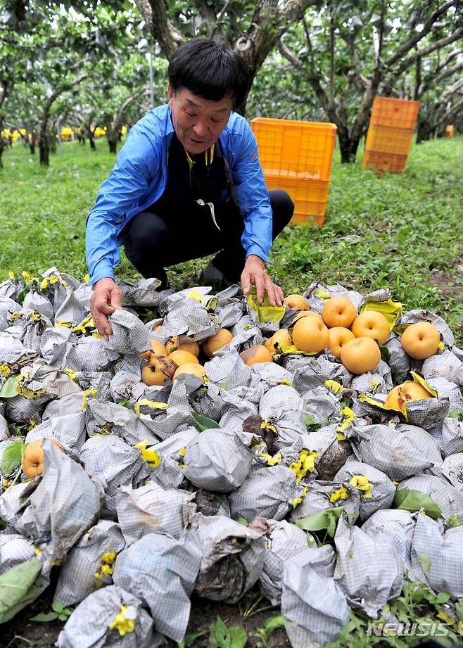 [순천=뉴시스] 이영주 기자 = 제11호 태풍 '힌남노'(HINNAMNOR)가 지나간 6일 오전 전남 순천시 낙안면 한 배 과수원에서 이곳 주인 김만진(69)씨가 떨어진 배들을 보며 안타까워하고 있다. 2022.09.06. leeyj2578@newsis.com