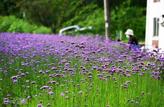 모운동 마을 화단에 보랏빛 버베나 꽃이 화사하게 피었다.