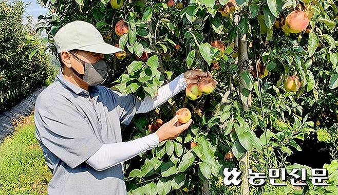경기 화성 남양읍 사과농가 임재순씨가 탄저병이 발생해 검은 반점이 가득한 사과를 보며 한숨짓고 있다.