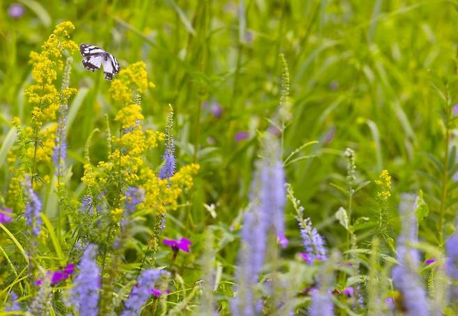 만항재 야생화 쉼터에서 만난 야생화들 [사진/성연재 기자]
