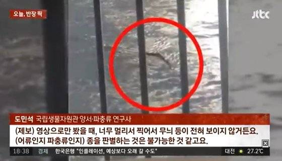 도민석 국립생물자원관 양서·파충류 연구사는 한강에 나타난 생명체가 ‘대형 뱀’일 것으로 추측했다. 사진 JTBC ‘사건반장’ 캡처