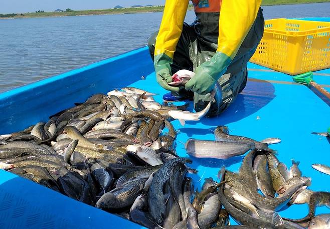 저수지에서 그물로 잡은 메기 상태 확인 [촬영 조성민]