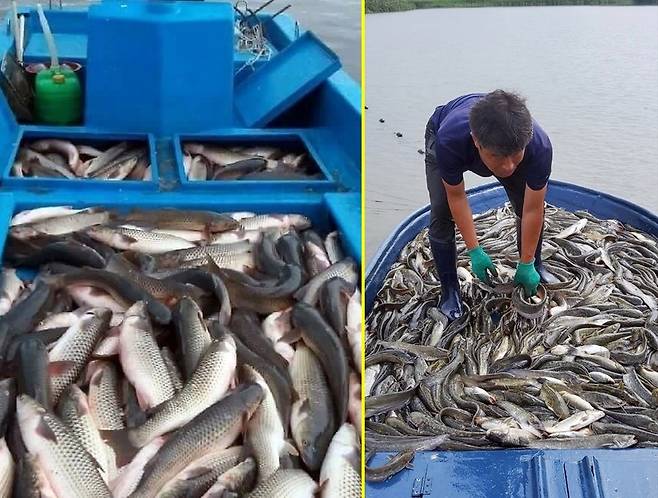 숭어(왼쪽)와 그물로 건져 올린 메기와 장어 등 [최장훈 씨 제공. 재판매 및 DB 금지]