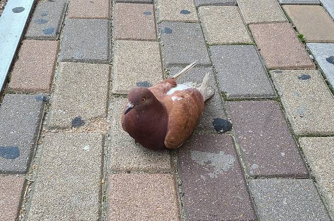 이름 아침 카라 더불어숨센터 앞에 자주 나타나던 갈색 비둘기는 결국 길에서 죽은 채 발견됐다.