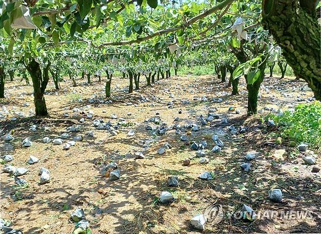 우수수 떨어진 배 (울산=연합뉴스) 허광무 기자 = 지난 6일 오후 울산시 울주군 서생면 한 과수원에서 제11호 태풍 '힌남노'의 영향으로 배가 땅에 떨어져 있다. 2022.9.6 hkm@yna.co.kr