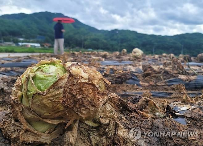 지난 6월 수확 포기한 채 내버려진 양상추 (횡성=연합뉴스) 양지웅 기자 = 지난6월 27일 오후 강원 횡성군 청일면의 밭에 심은 양상추들이 녹아내린 채 내버려져 있다. 도내 양상추 주산지인 횡성 청일면은 지난해에는 늦은 장마로 병해가 창궐해 큰 피해를 봤었다. 2022.6.27 yangdoo@yna.co.kr