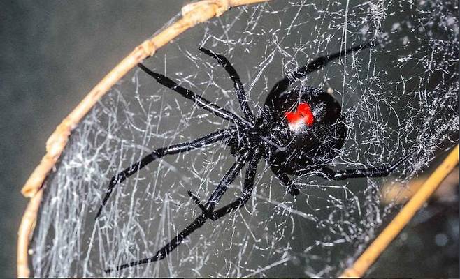 거미줄을 치고 먹잇감을 기다리고 있는 검은과부거미 암컷. /미 미주리주 홈페이지