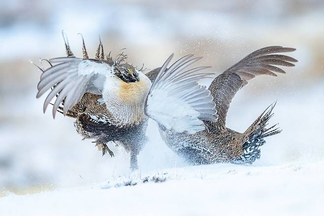 ‘새들의 행동’ 부문 금상 수상작은 미국 작가 피터 이스메르의 ‘번식기의 혈투’(Duelling on the Lek)가 차지했다. 사진 Peter Ismert