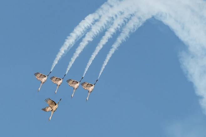 ‘독창적 장면’ 부문 동상에 오른 ‘캐나다 두루미의 에어쇼’(Sandhill Crane FLight Air Show). 사진 Wei Lion