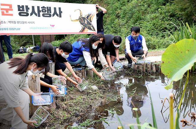 13일 아산시 동화리 반딧불이 서식지에서 열린 물장군 방사행사에서 삼성디스플레이 자원봉사자와 송남중학교 학생들이 물장군을 놓아주고 있는 모습.[삼성디스플레이 제공]