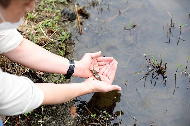 [서울=뉴시스] 13일 아산시 동화리 반딧불이 서식지에서 열린 물장군 방사행사에서 송남중학교 학생이 물장군을 놓아주고 있는 모습. (사진=삼성디스플레이 제공) 2022.09.14. photo@newisis.com  *재판매 및 DB 금지