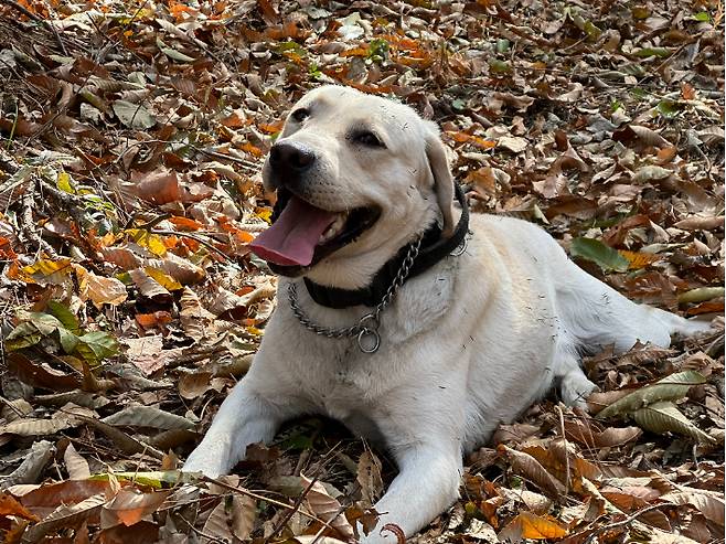 체취견 라비(라브라도 리트리버). 경남경찰청 제공