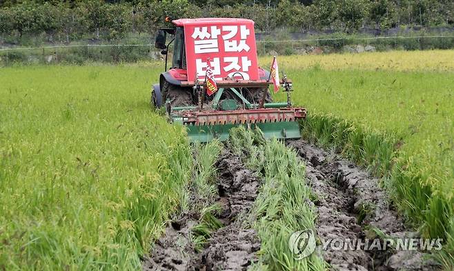 쌀값 폭락에 뿔난 농심 (함안=연합뉴스) 김동민 기자 = 15일 오전 경남 함안군 가야읍 묘사리 한 논에서 농민이 농기계를 이용해 수확을 1개월여 앞둔 볏논을 갈아엎고 있다.
    이날 전국농민회총연맹 부산경남연맹 등 농민 100여명은 45년 만에 최대로 폭락한 쌀값에 대해 정부가 대책을 마련하라고 촉구했다. 2022.9.15 image@yna.co.kr