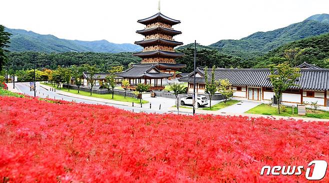16일 김천시 직지사에 선홍빛 꽃무릇이 만개해 방문객들의 눈길을 사로잡고 있다. 2022.9.16/뉴스1 ⓒ News1 정우용 기자