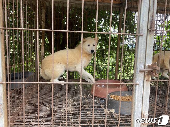 동물보호단체 '라이프'는 지난해 8월31일 전남 진도군 한 개식용농장에서 진돗개를 비롯한 개 65마리를 구조했다. 사진은 당시 농장의 뜬 장에 방치돼 있던 진돗개의 모습. (라이프 제공) 2022.9.16/뉴스1