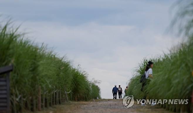 어느덧 여름 지나 가을로 서울 마포구 하늘공원을 찾은 시민들이 서서히 가을빛으로 변해가는 억새길을 거닐고 있다. [연합뉴스 자료사진]