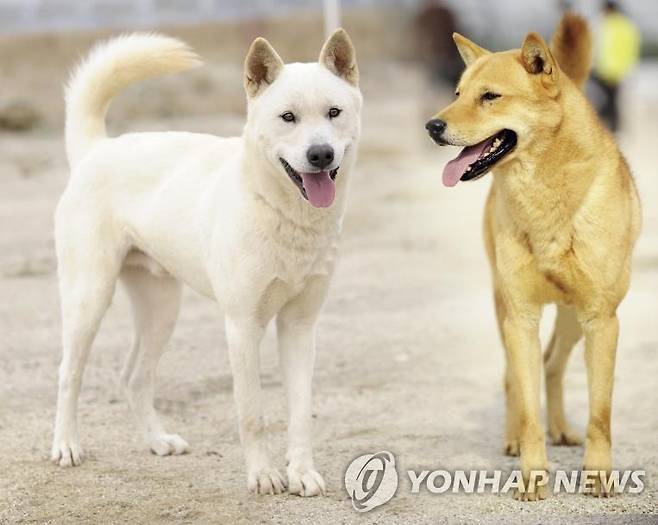 진돗개 [농촌진흥원 제공. 재판매 및 DB 금지]