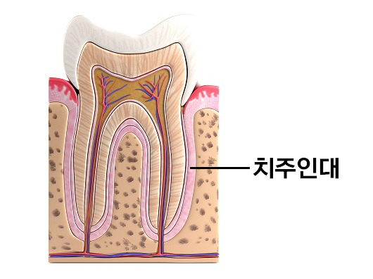 치아에 존재하는 치주인대가 임플란트 주변에는 없다ㅣ출처: 게티이미지 뱅크