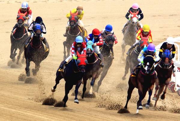 최근 10년 간 695마리의 경주마가 부상 등을 이유로 안락사 당한 것으로 나타났다. 사진은 질주하는 경주마들. 국제신문DB