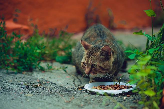 ‘길고양이 먹이 주기 행위’를 놓고 이웃 간 갈등의 골이 깊어지고 있다. “가여운 생명을 살리기 위한 봉사 활동의 일환”이라는 주장과 “이웃들의 생활에 피해를 주는 민폐 행위”라는 반론이 맞서고 있다. (사진 출처=게티이미지뱅크)