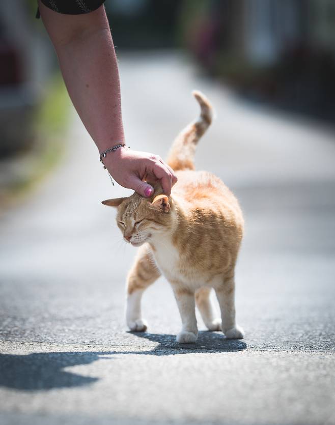 전문가들은 길고양이의 긍정적 역할을 인정하고, 사람과의 공생(共生)을 자연스럽게 받아들일 필요가 있다고 조언한다. 캣맘·캣대디들도 이웃의 호소를 경청하고, 타인에게 피해를 주지 않는 선에서 일정한 규칙을 정해놓고 먹이를 줘야 한다고 강조한다. (사진 출처=게티이미지뱅크)
