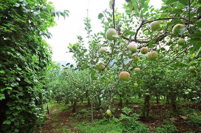 노루목재 넘어 산비탈밭 사과나무가 있는 길을 걷는다.
