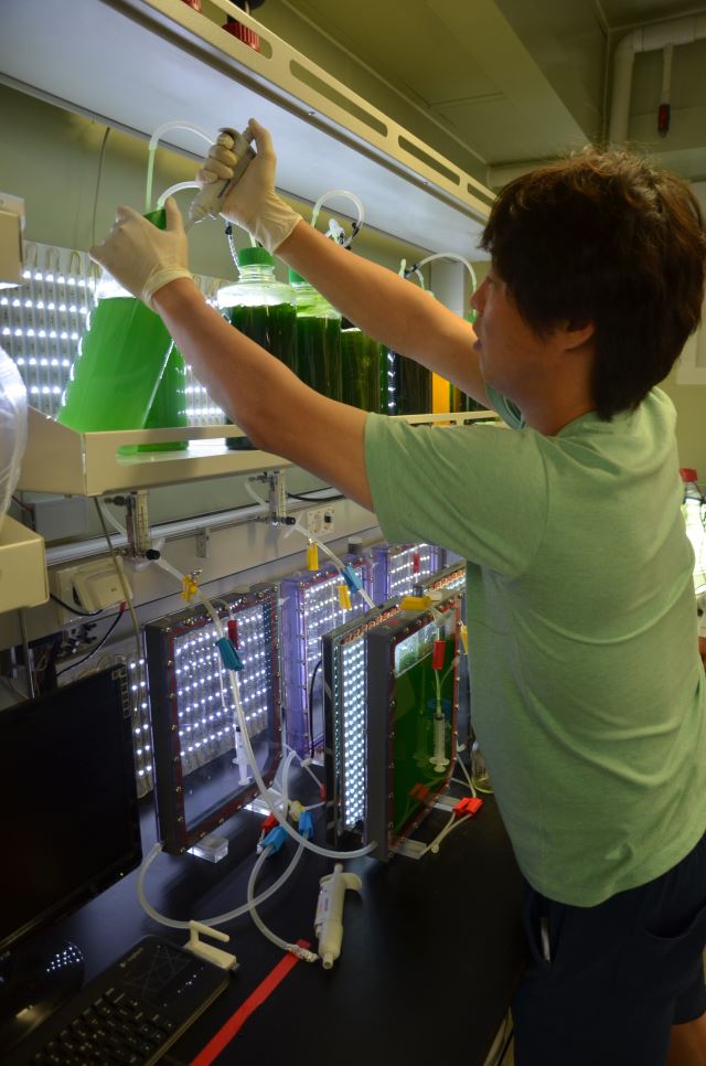 KAIST 연구진이 녹조를 인공배양하고 있는 모습.  전승민 제공